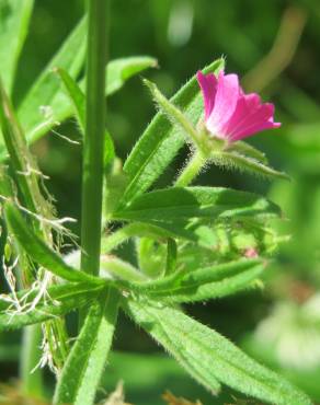 Fotografia 8 da espécie Geranium dissectum no Jardim Botânico UTAD