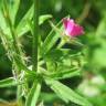 Fotografia 8 da espécie Geranium dissectum do Jardim Botânico UTAD