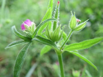 Fotografia da espécie Geranium dissectum