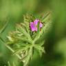 Fotografia 11 da espécie Geranium dissectum do Jardim Botânico UTAD