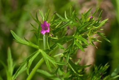 Fotografia da espécie Geranium dissectum