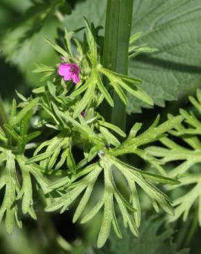 Fotografia 13 da espécie Geranium dissectum no Jardim Botânico UTAD