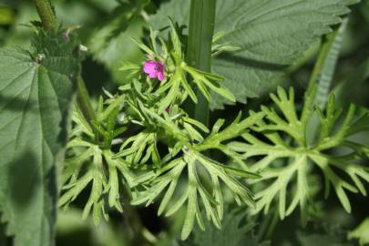 Fotografia da espécie Geranium dissectum