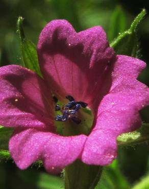 Fotografia 14 da espécie Geranium dissectum no Jardim Botânico UTAD