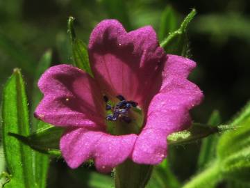 Fotografia da espécie Geranium dissectum