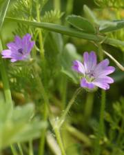 Fotografia da espécie Geranium columbinum