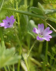 Geranium columbinum