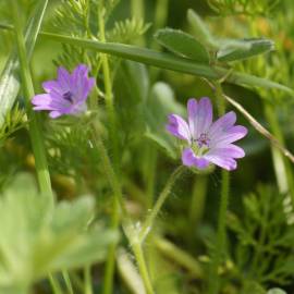 Fotografia da espécie Geranium columbinum