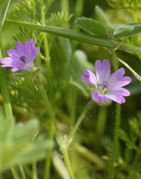 Fotografia 1 da espécie Geranium columbinum no Jardim Botânico UTAD