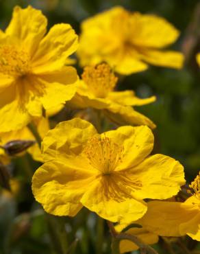 Fotografia 7 da espécie Helianthemum nummularium no Jardim Botânico UTAD