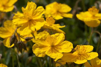 Fotografia da espécie Helianthemum nummularium