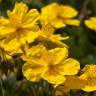 Fotografia 7 da espécie Helianthemum nummularium do Jardim Botânico UTAD