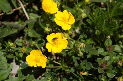 Fotografia da espécie Helianthemum nummularium