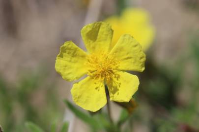 Fotografia da espécie Helianthemum nummularium