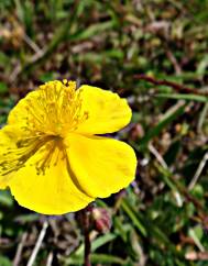 Helianthemum nummularium