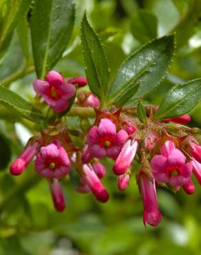 Fotografia 5 da espécie Escallonia rubra no Jardim Botânico UTAD