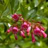 Fotografia 5 da espécie Escallonia rubra do Jardim Botânico UTAD