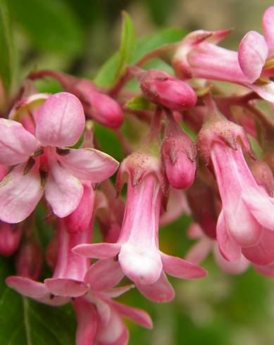 Fotografia de capa Escallonia rubra - do Jardim Botânico