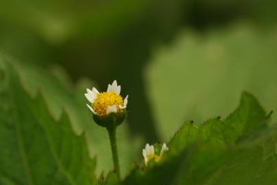 Fotografia da espécie Galinsoga quadriradiata