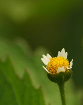 Fotografia 5 da espécie Galinsoga quadriradiata no Jardim Botânico UTAD