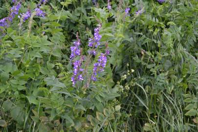 Fotografia da espécie Galega officinalis