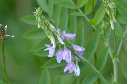 Fotografia da espécie Galega officinalis