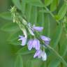 Fotografia 5 da espécie Galega officinalis do Jardim Botânico UTAD