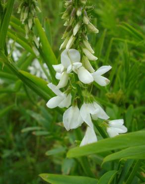 Fotografia 6 da espécie Galega officinalis no Jardim Botânico UTAD