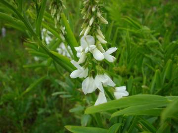 Fotografia da espécie Galega officinalis