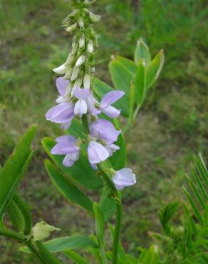 Fotografia 7 da espécie Galega officinalis no Jardim Botânico UTAD