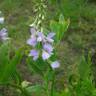 Fotografia 7 da espécie Galega officinalis do Jardim Botânico UTAD