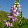 Fotografia 8 da espécie Galega officinalis do Jardim Botânico UTAD