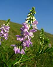 Fotografia da espécie Galega officinalis