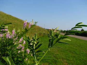 Fotografia da espécie Galega officinalis