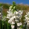 Fotografia 10 da espécie Galega officinalis do Jardim Botânico UTAD