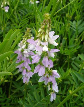 Fotografia 11 da espécie Galega officinalis no Jardim Botânico UTAD