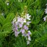 Fotografia 11 da espécie Galega officinalis do Jardim Botânico UTAD