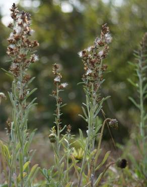 Fotografia 4 da espécie Gamochaeta calviceps no Jardim Botânico UTAD