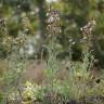 Fotografia 5 da espécie Gamochaeta calviceps do Jardim Botânico UTAD