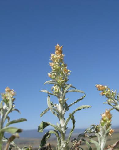 Fotografia de capa Gamochaeta calviceps - do Jardim Botânico