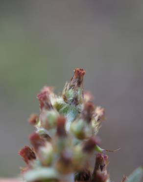 Fotografia 9 da espécie Gamochaeta calviceps no Jardim Botânico UTAD