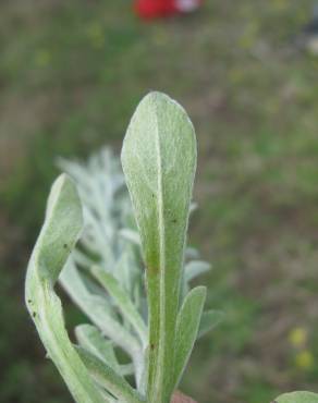 Fotografia 10 da espécie Gamochaeta calviceps no Jardim Botânico UTAD