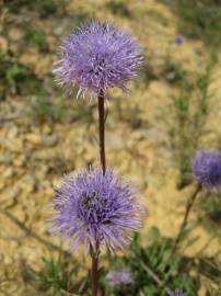 Fotografia da espécie Globularia vulgaris