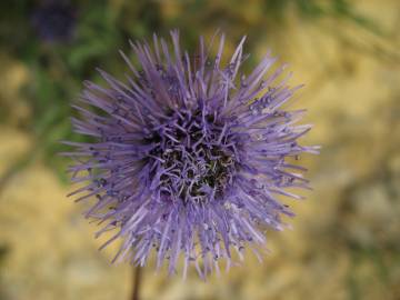 Fotografia da espécie Globularia vulgaris