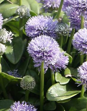 Fotografia 1 da espécie Globularia vulgaris no Jardim Botânico UTAD