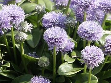 Fotografia da espécie Globularia vulgaris