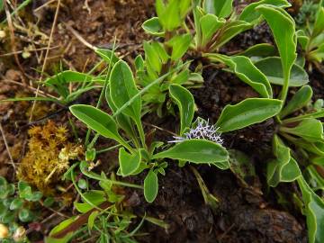 Fotografia da espécie Globularia vulgaris