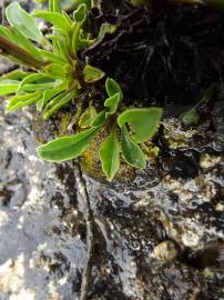 Fotografia da espécie Globularia vulgaris