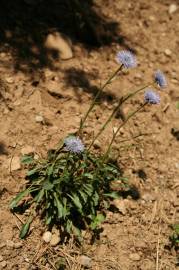 Fotografia da espécie Globularia vulgaris