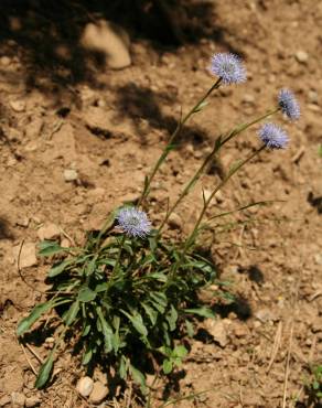 Fotografia 7 da espécie Globularia vulgaris no Jardim Botânico UTAD